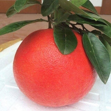 Pomelo Seeds – Ruby Red
