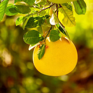 Pomelo Seeds – Yellow