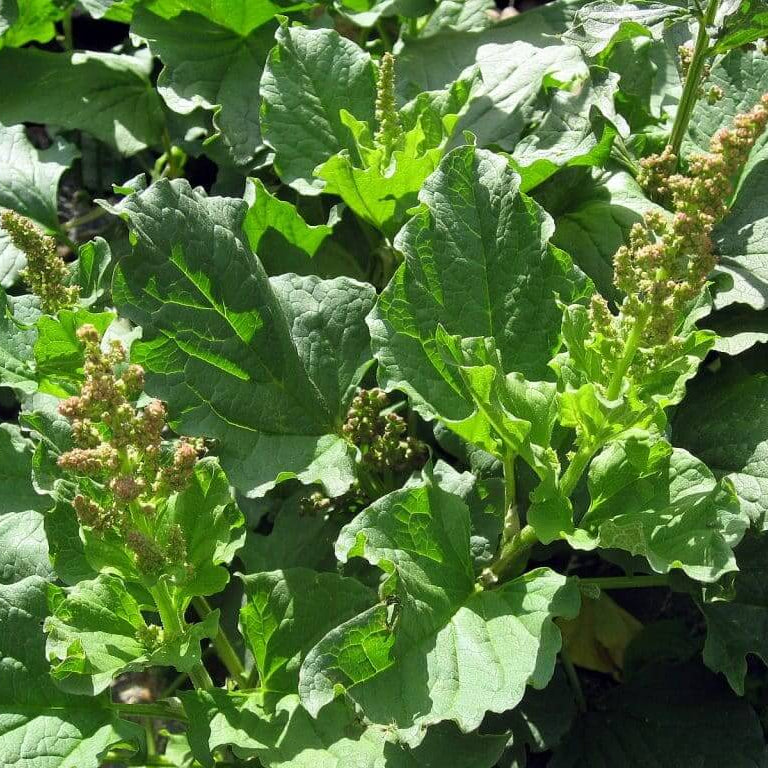 Poor Man’s Asparagus Seeds - Vegetable Plant