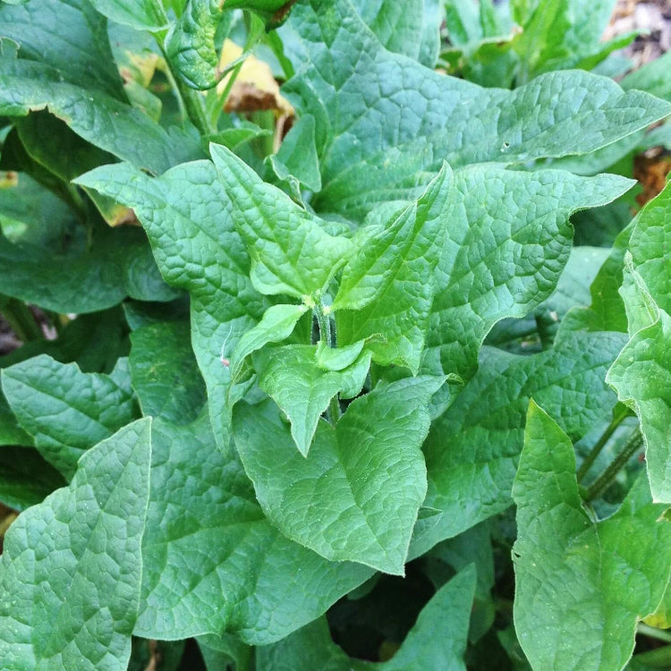 Poor Man’s Asparagus Seeds - Vegetable Plant