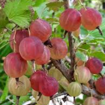 Poorman Red Gooseberry Seeds