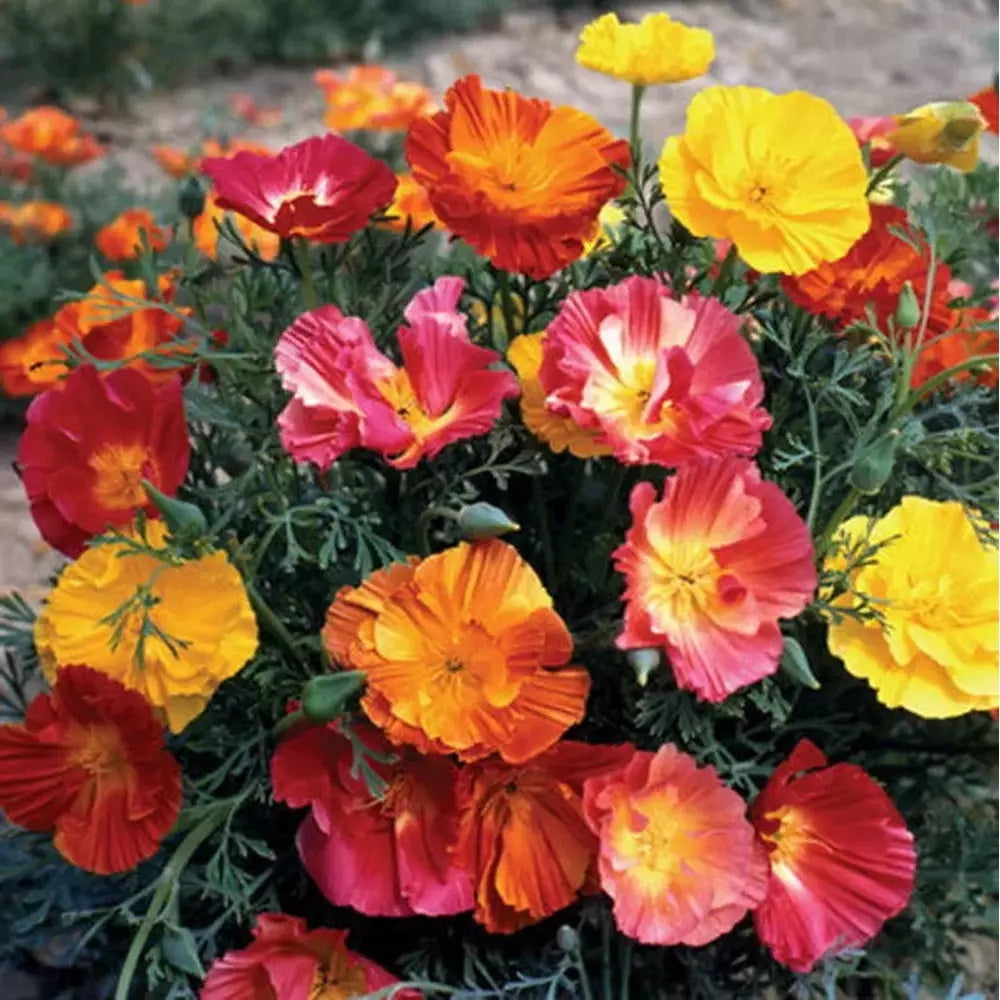 Poppy Seeds – Ballerina Mix