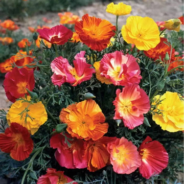 Poppy Seeds – Ballerina Mix