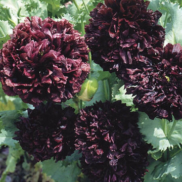 Poppy Seeds – Black