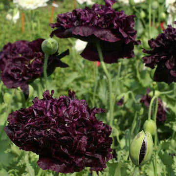 Poppy Seeds – Black