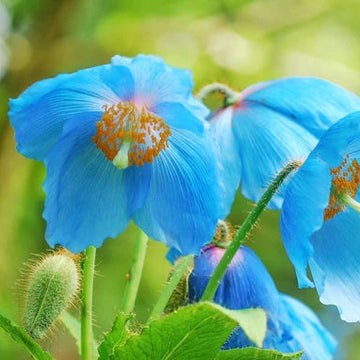 Poppy Seeds – Blue Himalayan