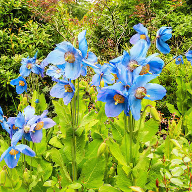 Poppy Seeds – Blue Himalayan