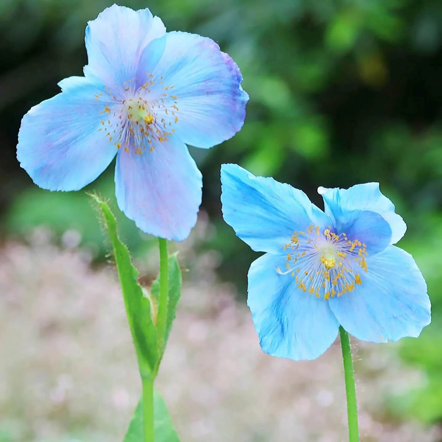 Poppy Seeds – Blue