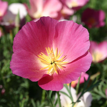 Poppy Seeds – California Purple Gleam