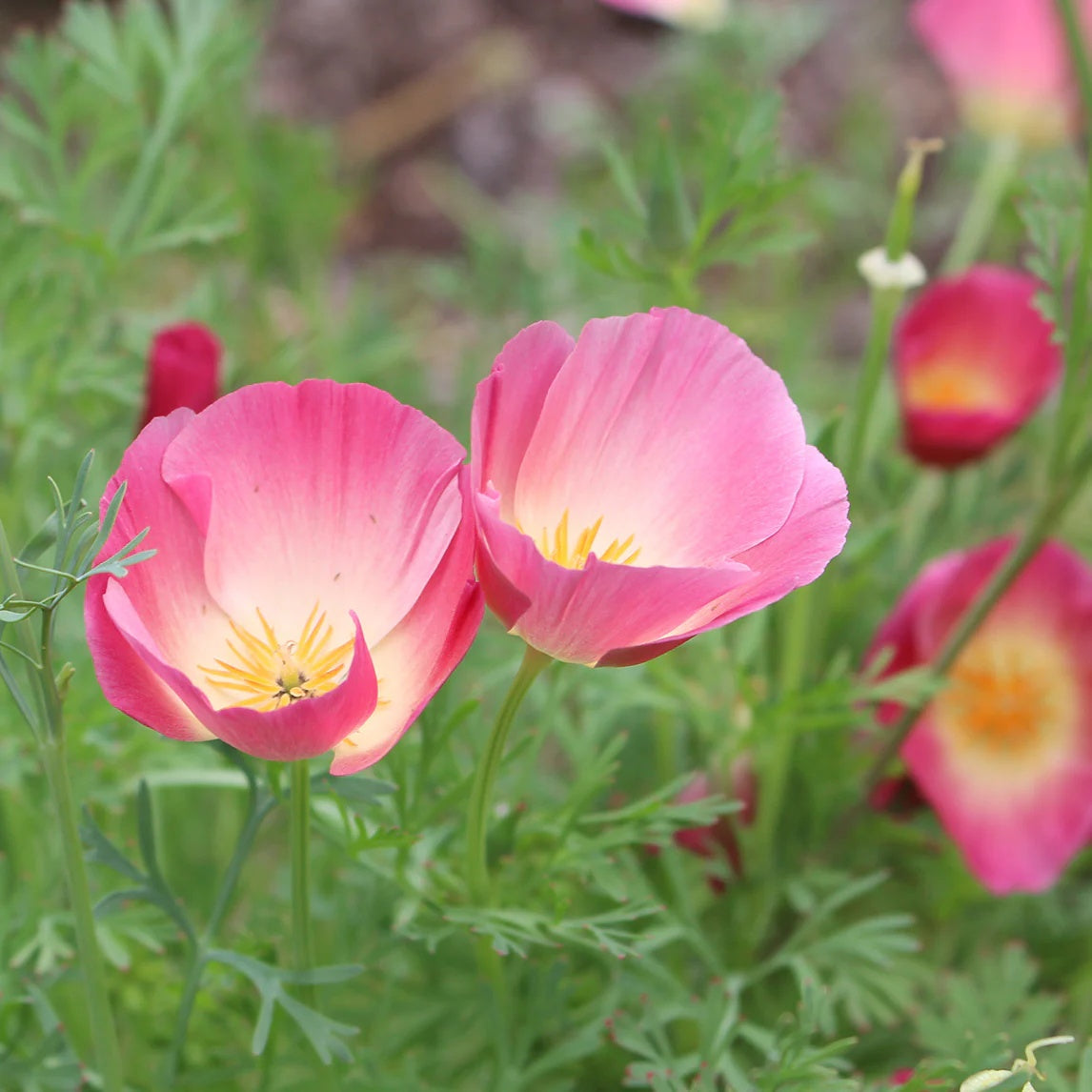 Poppy Seeds – California Purple Gleam