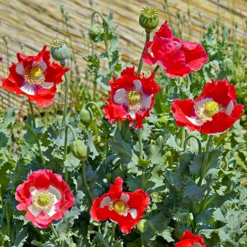 Poppy Seeds – Danish Flag