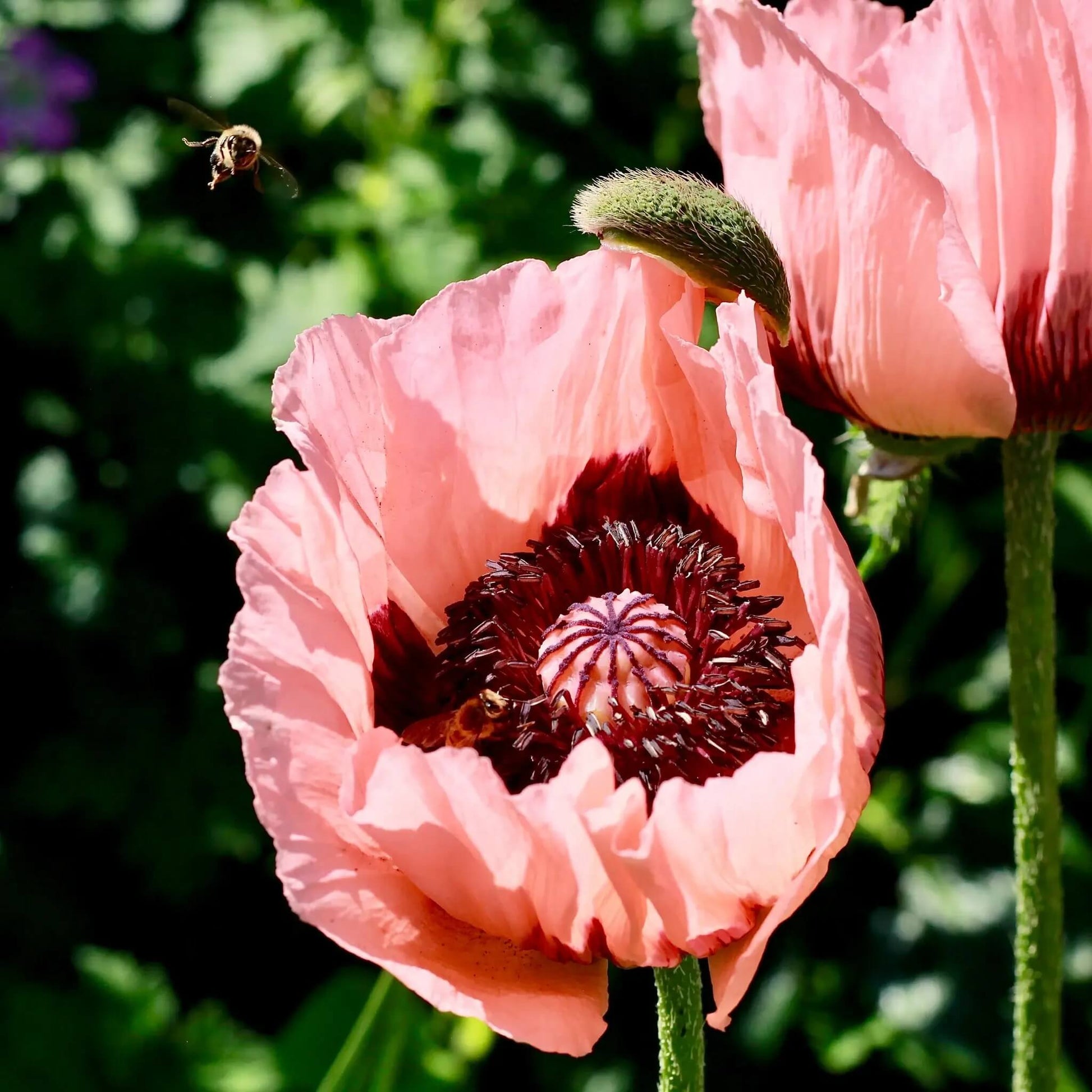 Poppy Seeds – Pink