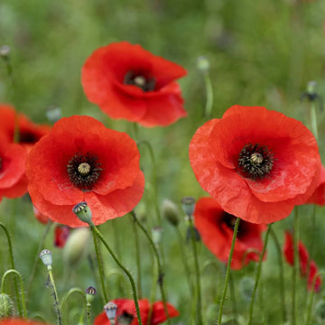 Poppy Seeds – Red Papaver