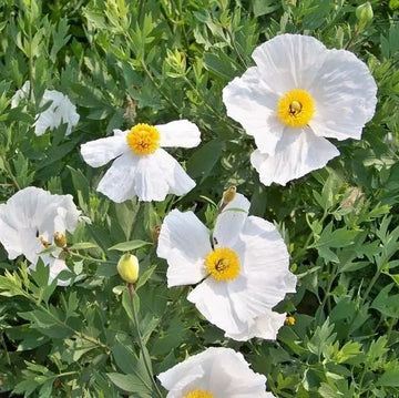 Poppy Seeds – Romneya coulteri