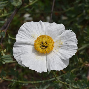Poppy Seeds – Romneya coulteri