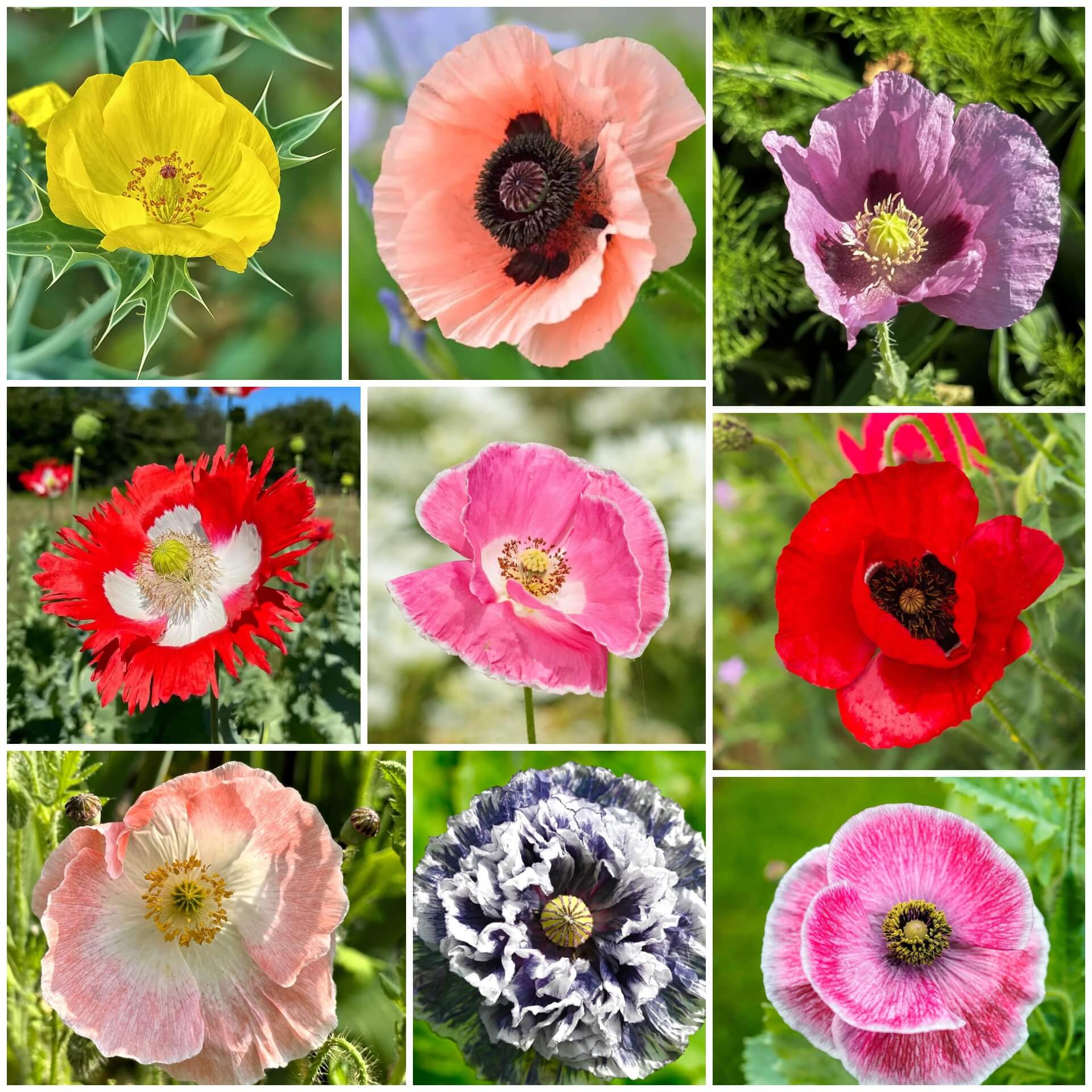 Poppy Seeds - All In One For Home Gardens