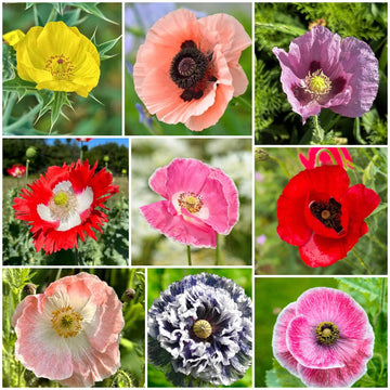Poppy Seeds - All In One For Home Gardens