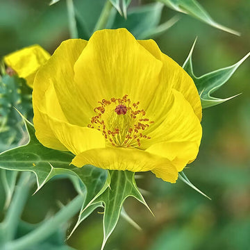 Poppy Seeds - All In One For Home Gardens