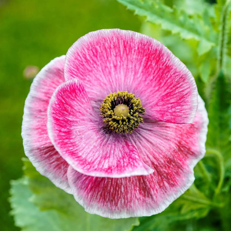 Poppy Seeds - All In One For Home Gardens