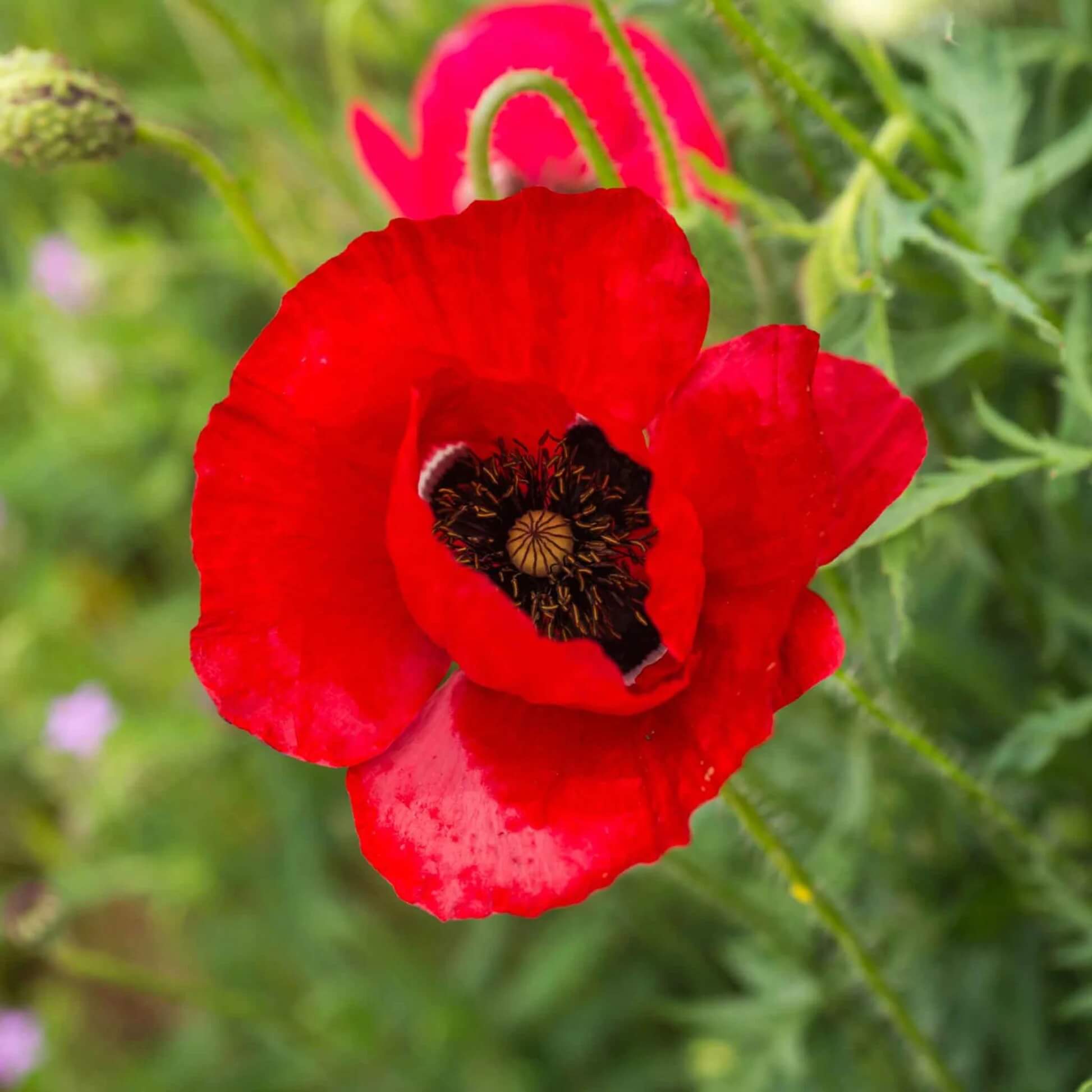 Poppy Seeds - All In One For Home Gardens