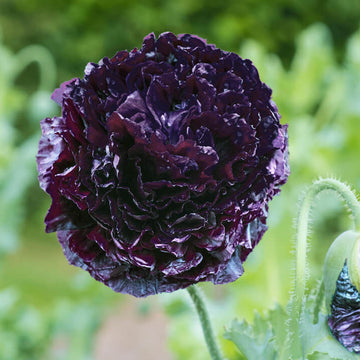 Poppy Seeds – Black