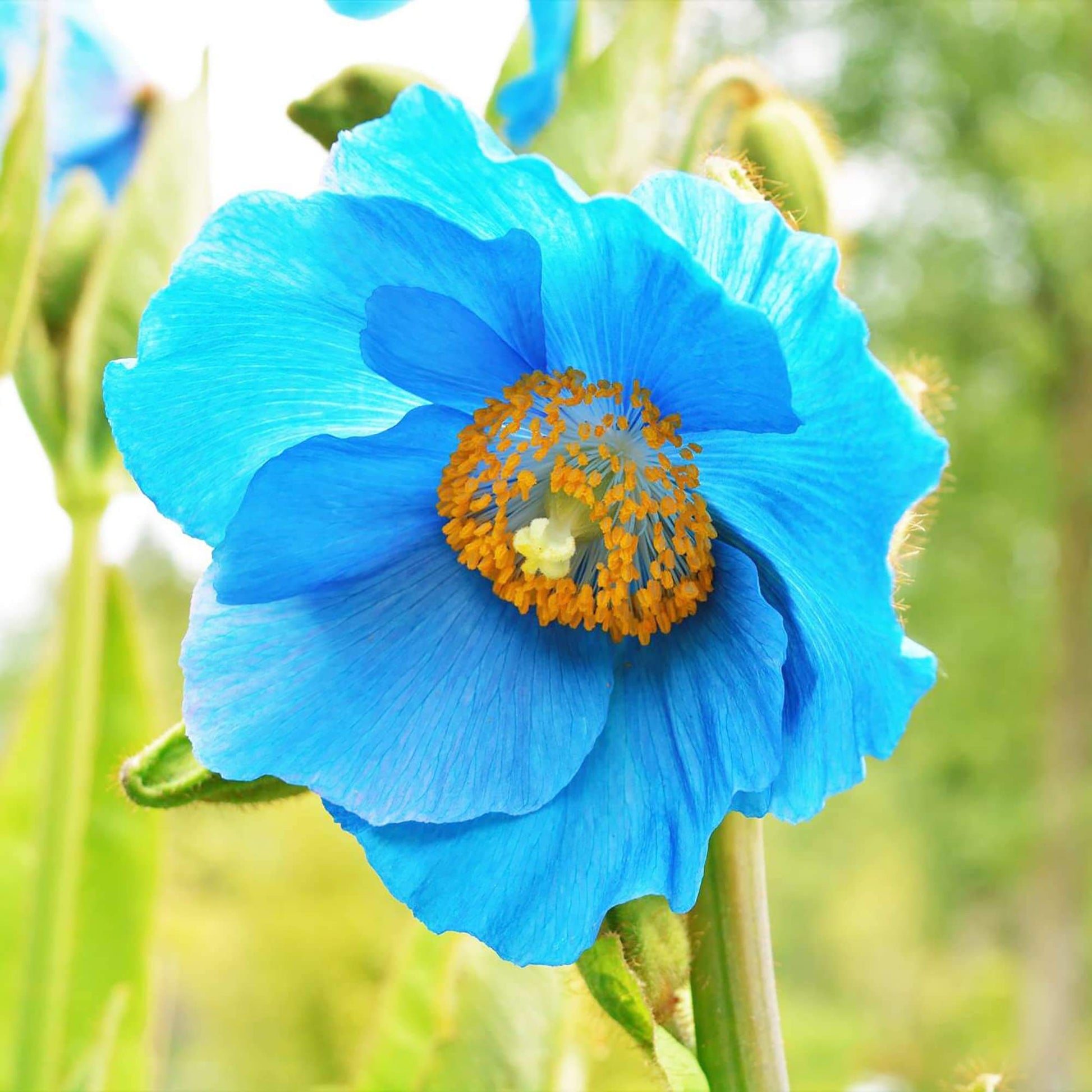 Poppy Seeds – Blue Himalayan