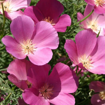 Poppy Seeds – California Purple Gleam