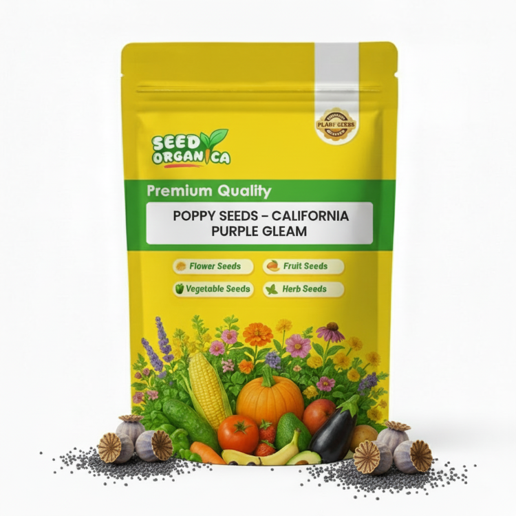 Poppy Seeds – California Purple Gleam