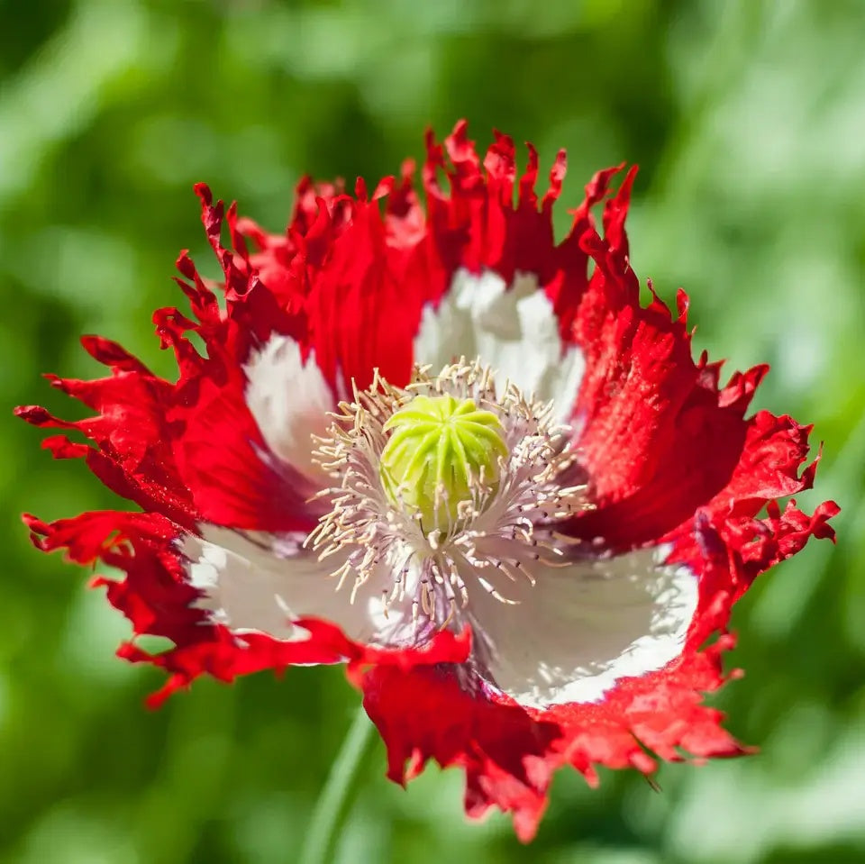 Poppy Seeds – Danish Flag