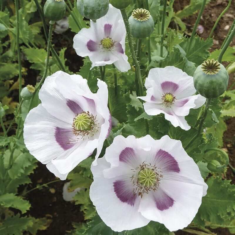 Poppy Seeds For Planting - Flower Plant
