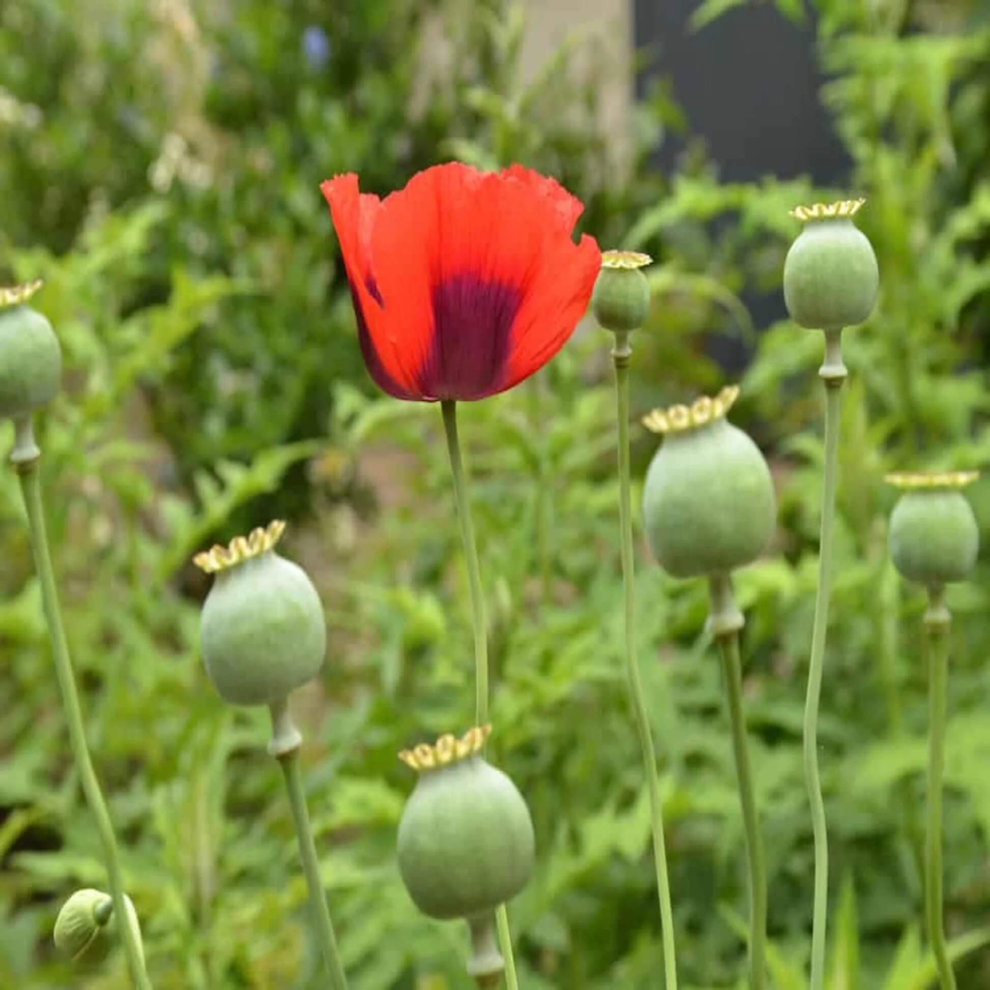 Poppy Seeds For Planting - Flower Plant