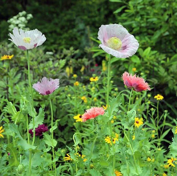 Poppy Seeds For Planting - Flower Plant