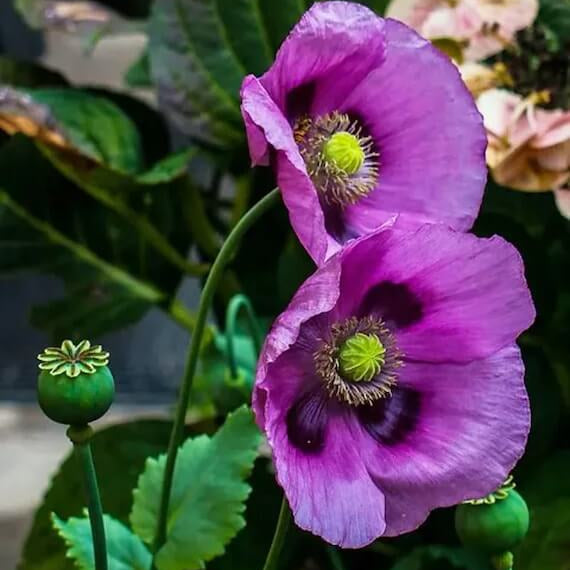 Poppy Seeds For Planting - Flower Plant
