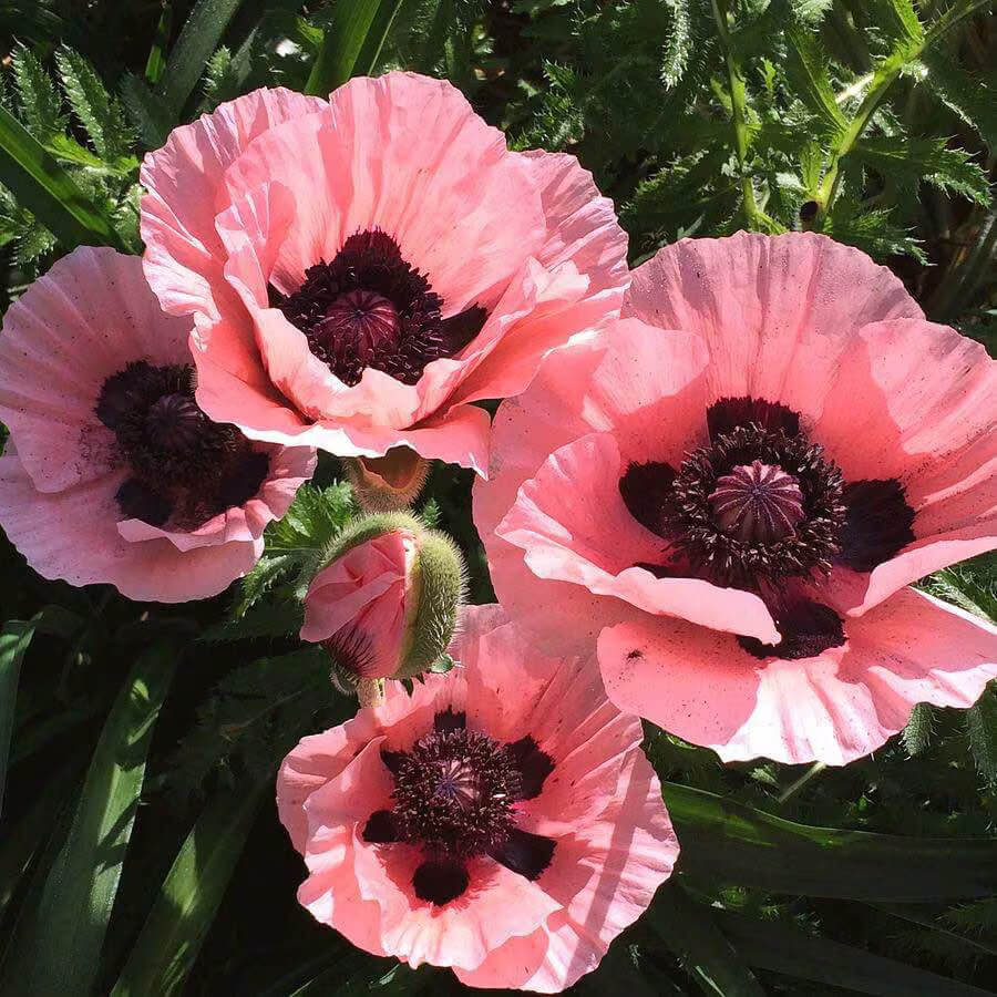 Poppy Seeds – Pink