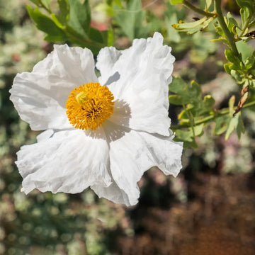 Poppy Seeds – Romneya coulteri