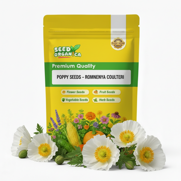 Poppy Seeds – Romneya coulteri
