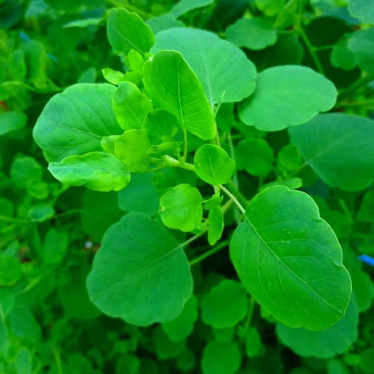 Porophyllum Ruderale Papalo Seeds
