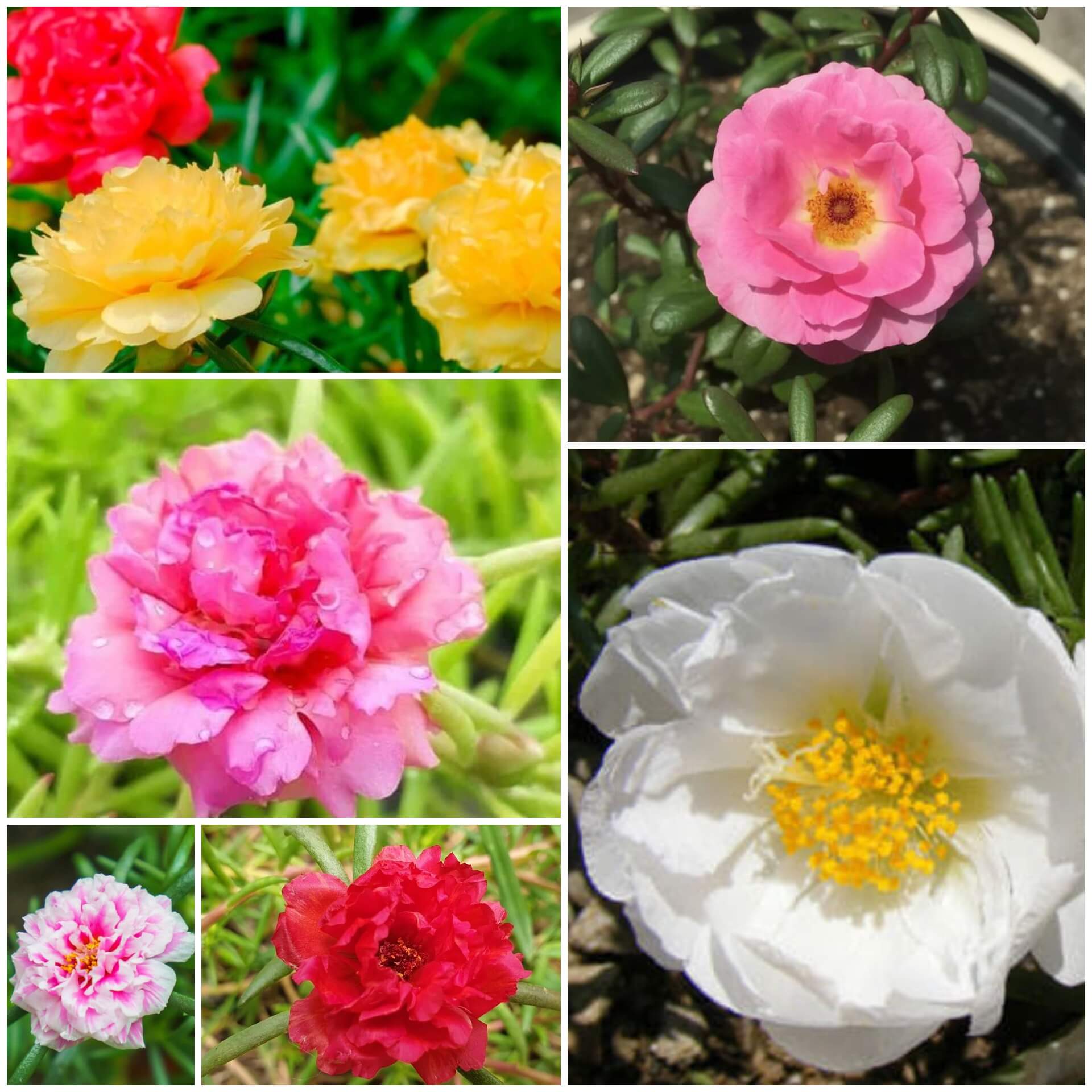 Portulaca Seeds - All In One For Home Gardens