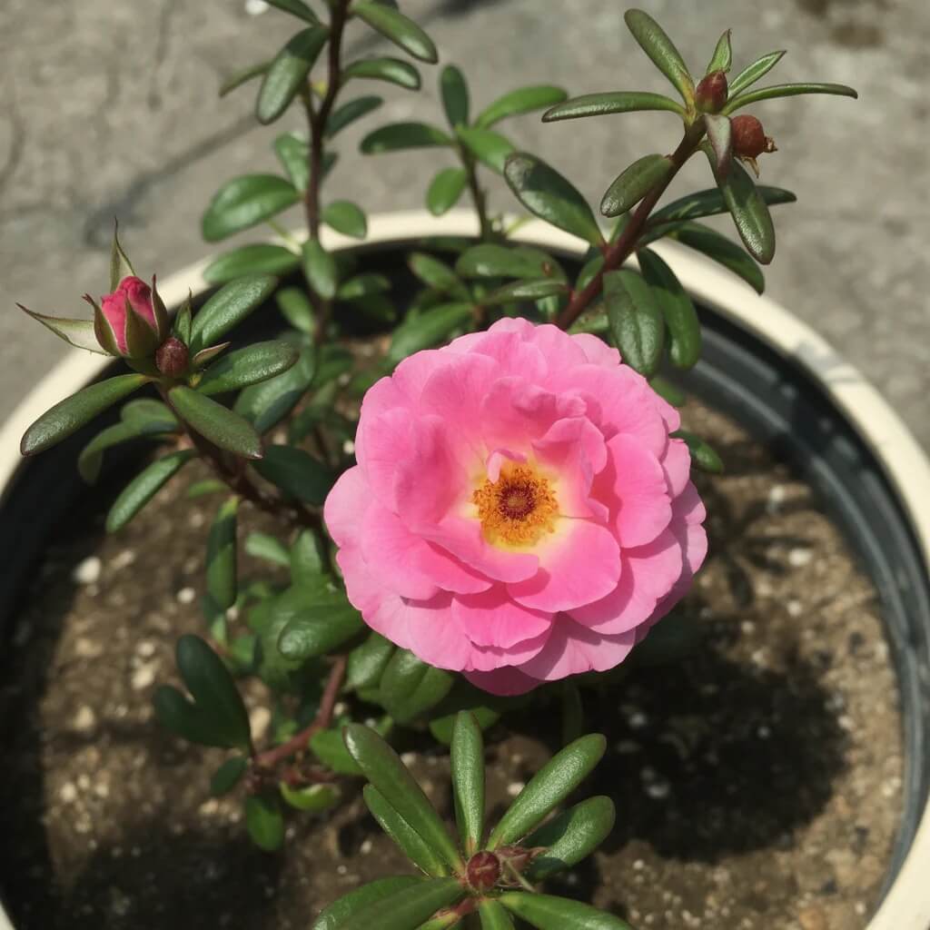 Portulaca Seeds - All In One For Home Gardens