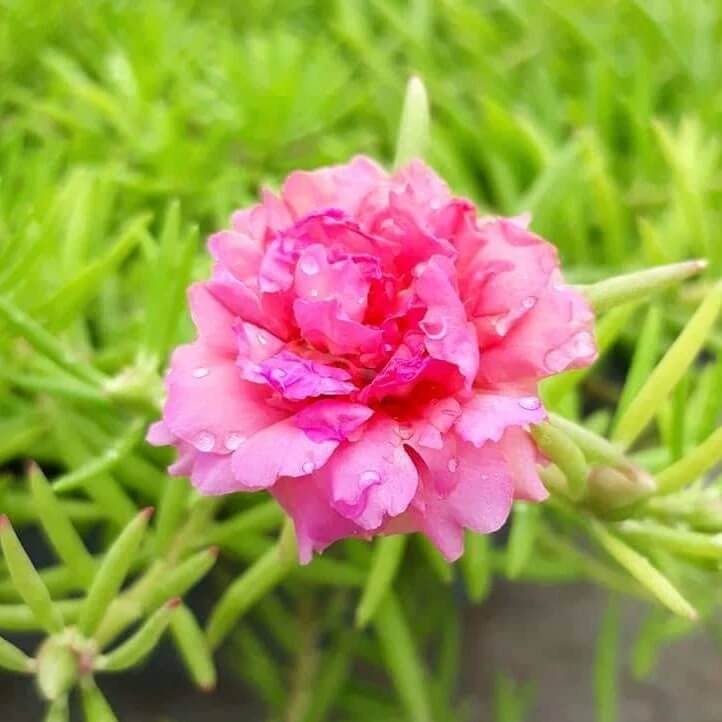 Portulaca Seeds - All In One For Home Gardens