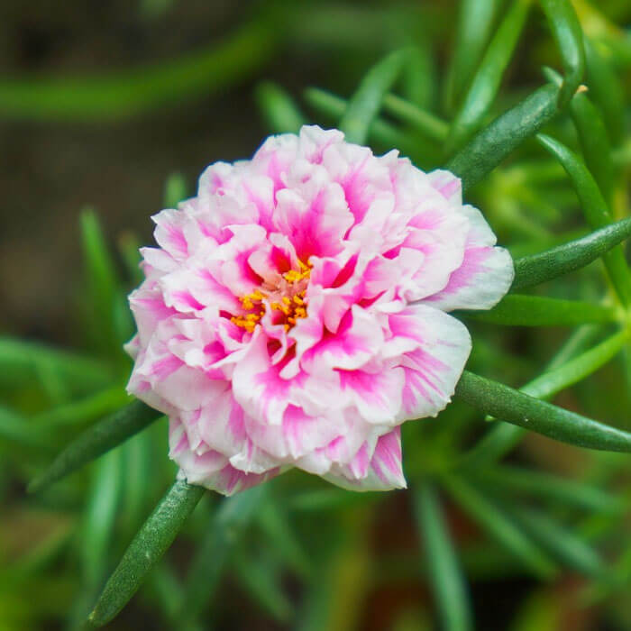 Portulaca Seeds - All In One For Home Gardens