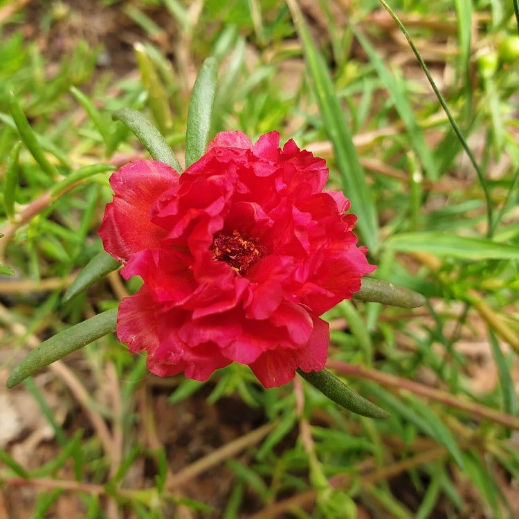 Portulaca Seeds - All In One For Home Gardens