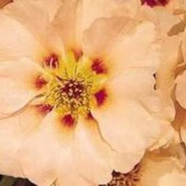 Portulaca Seeds – Cream