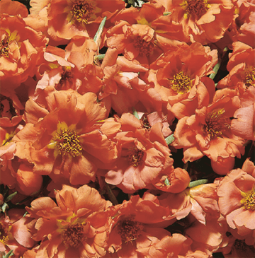 Portulaca Seeds – Cream