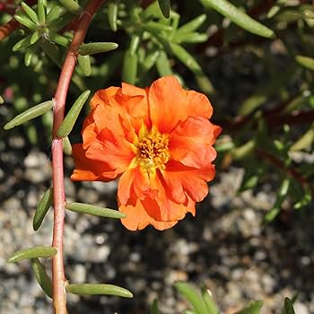 Portulaca Seeds – Orange Moss Rose