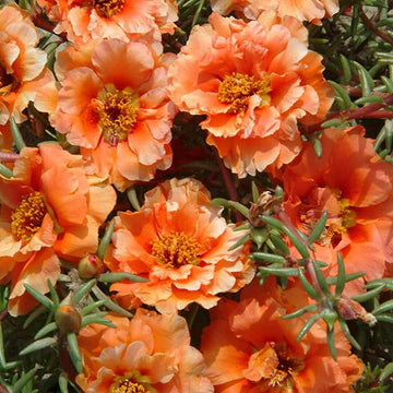 Portulaca Seeds – Orange Moss Rose