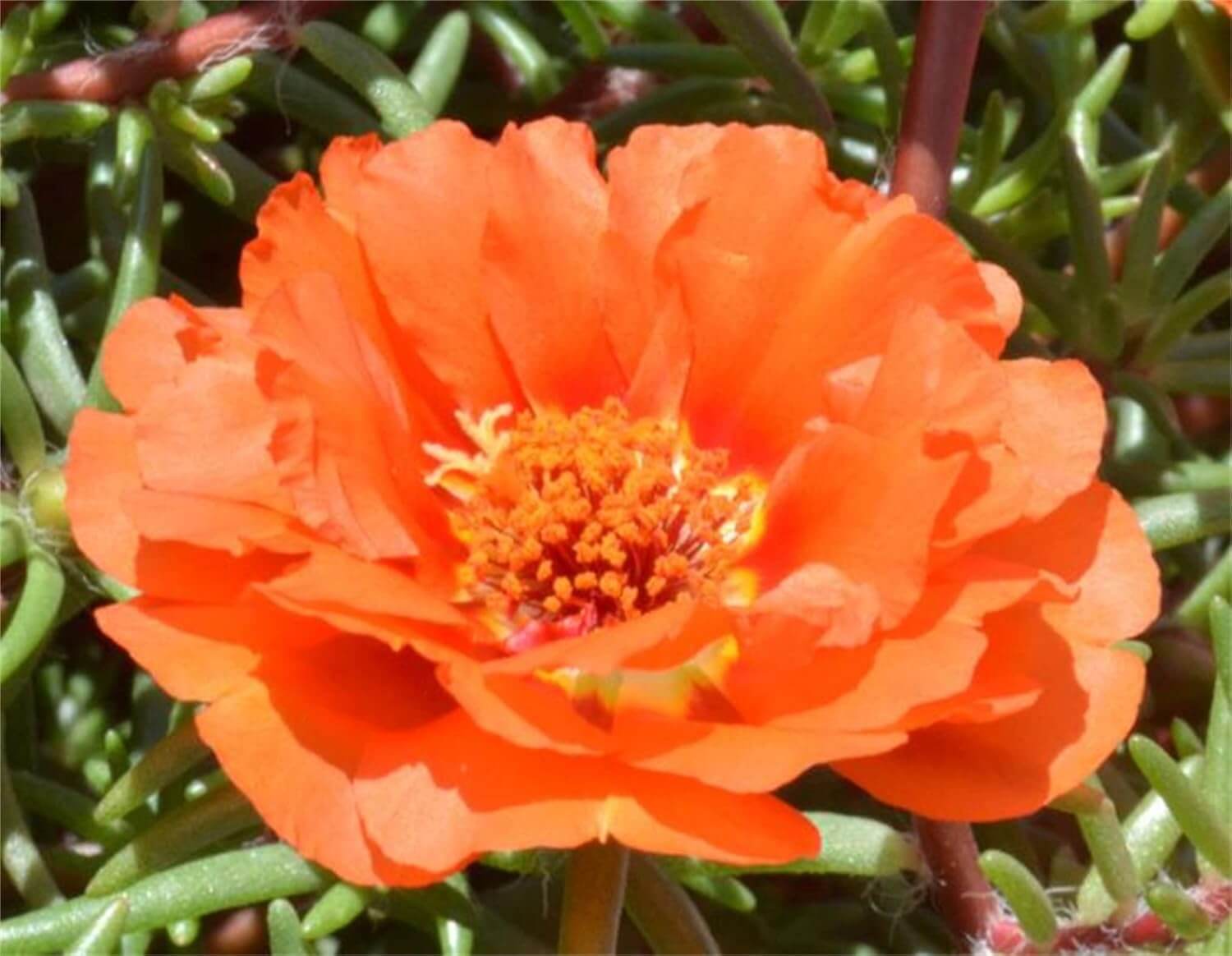 Portulaca Seeds – Orange Moss Rose
