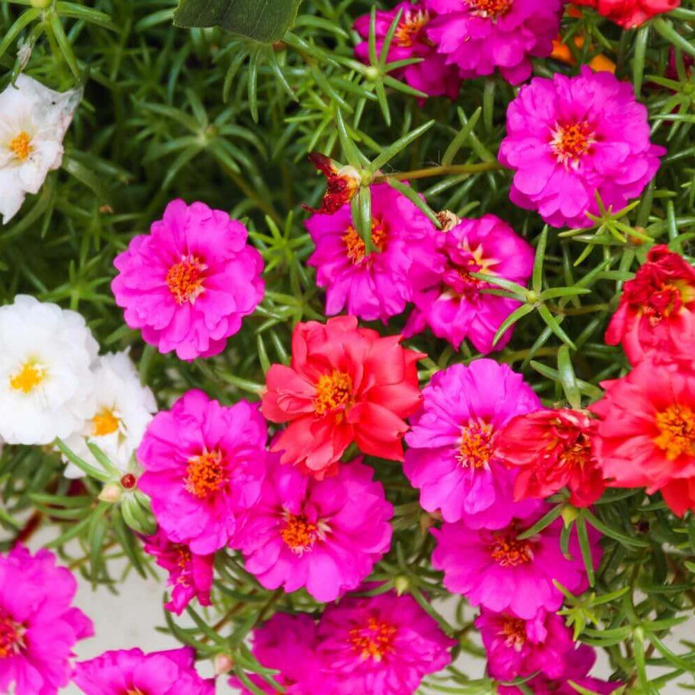 Portulaca Seeds – Purple