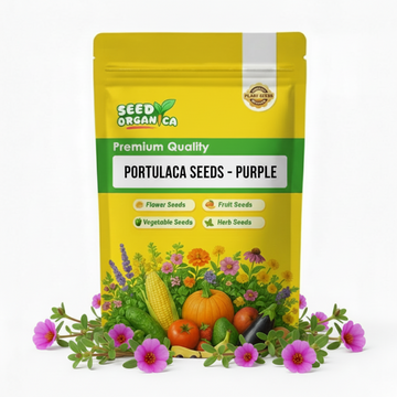 Portulaca Seeds – Purple