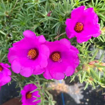 Portulaca Seeds – Purple